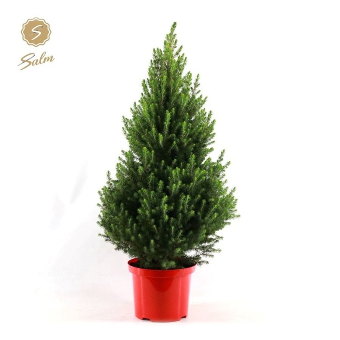Picea gl. 'December' - C5 80-90 CM Red Pot
